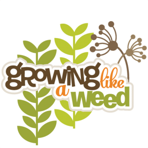 Growing Like A Weed SVG scrapbook title svg crapbook titles svg cut files svg files free svg files